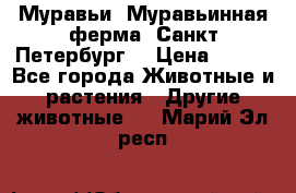 Муравьи, Муравьинная ферма. Санкт-Петербург. › Цена ­ 550 - Все города Животные и растения » Другие животные   . Марий Эл респ.